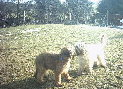 Eppelborn Briard 12.02.06 007