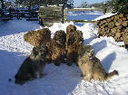 Sch�nheitenimSchnee